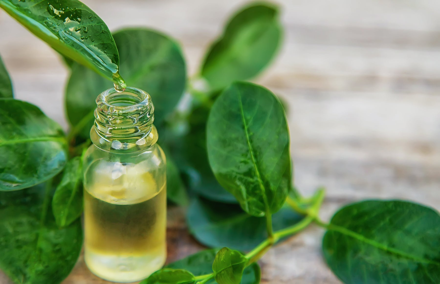Bottled tea tree essential oil surrounded by tea tree leaves