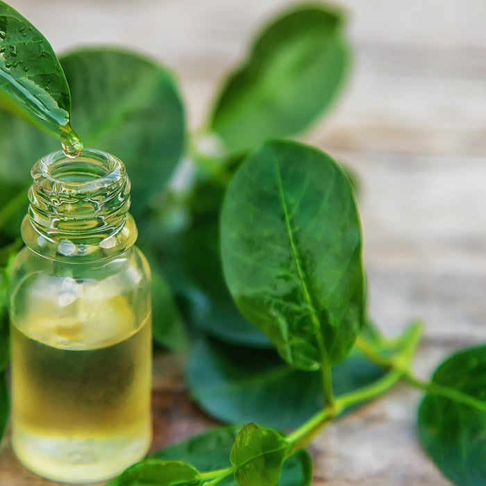 Bottled tea tree essential oil surrounded by tea tree leaves