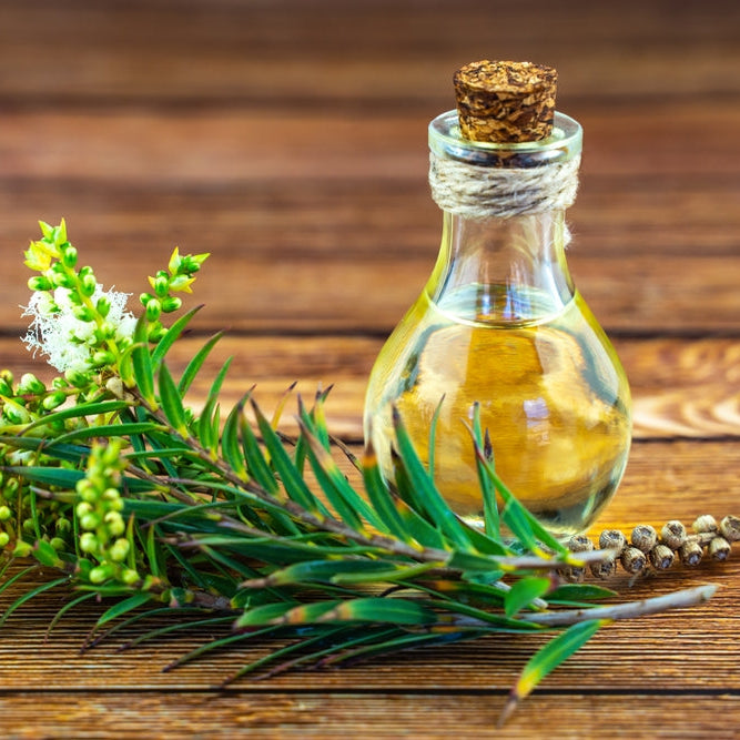 Fresh tea tree branch and essential oil on a wooden table