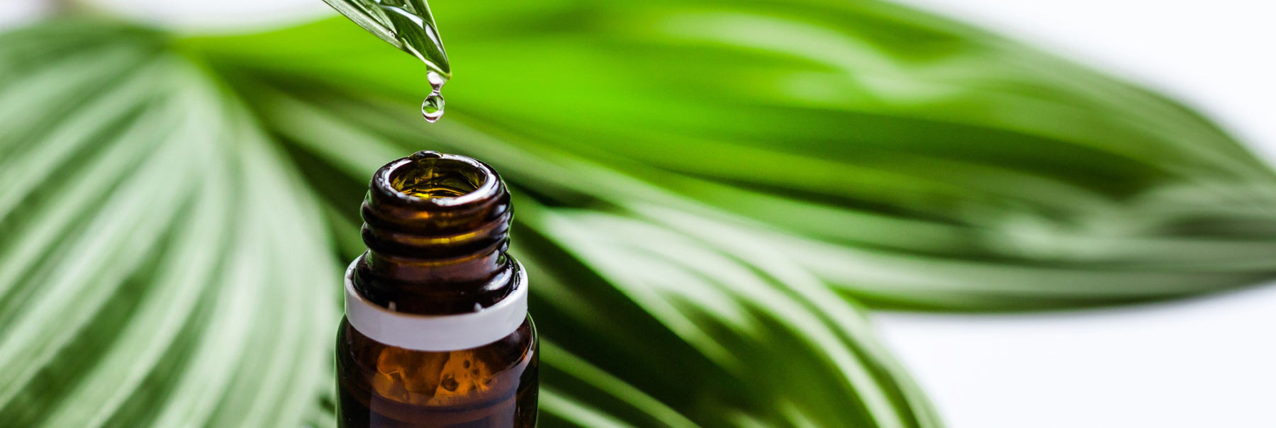 green leaf and essential oil bottle