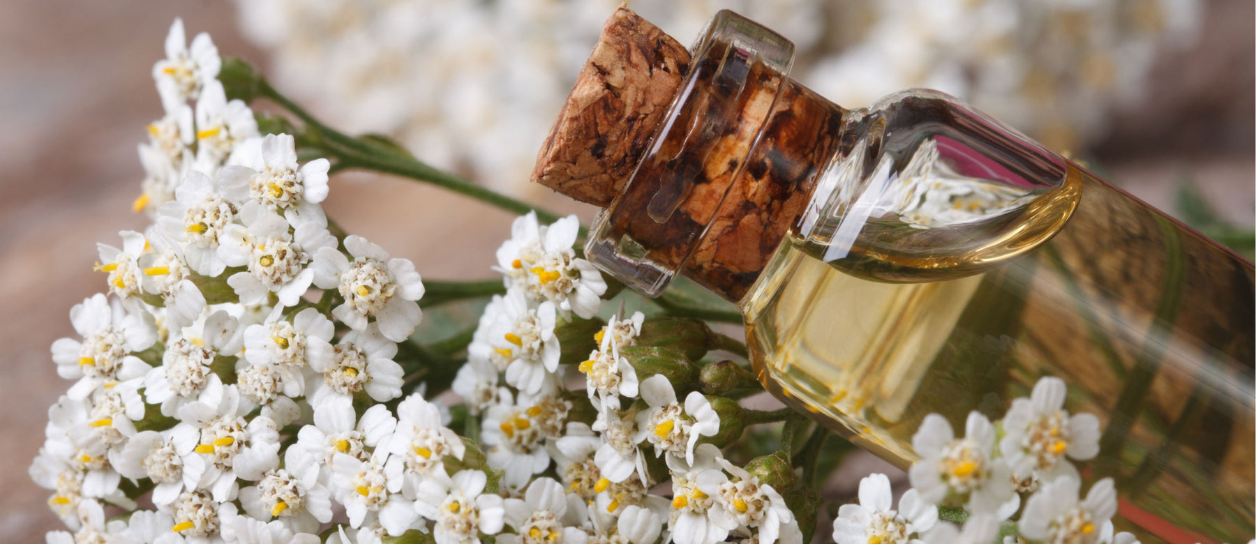 essentail oil bottle laying in yarrow