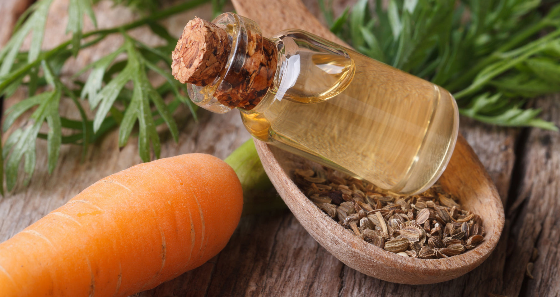 carrot seed essential oil with a carrot and carrot seeds in wooden spoon