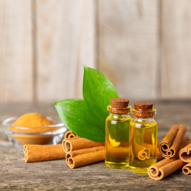 cassia essential oil surrounded by cinnamon sticks