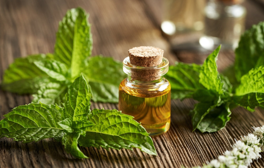 peppermint essential oil in a glass bottle with blooming peppermint leaves on a wooden table