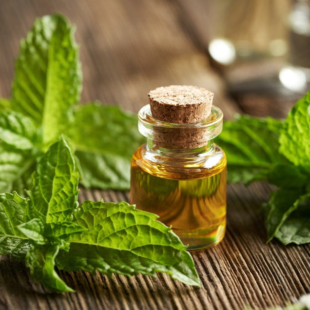 peppermint essential oil in a glass bottle with blooming peppermint leaves on a wooden table