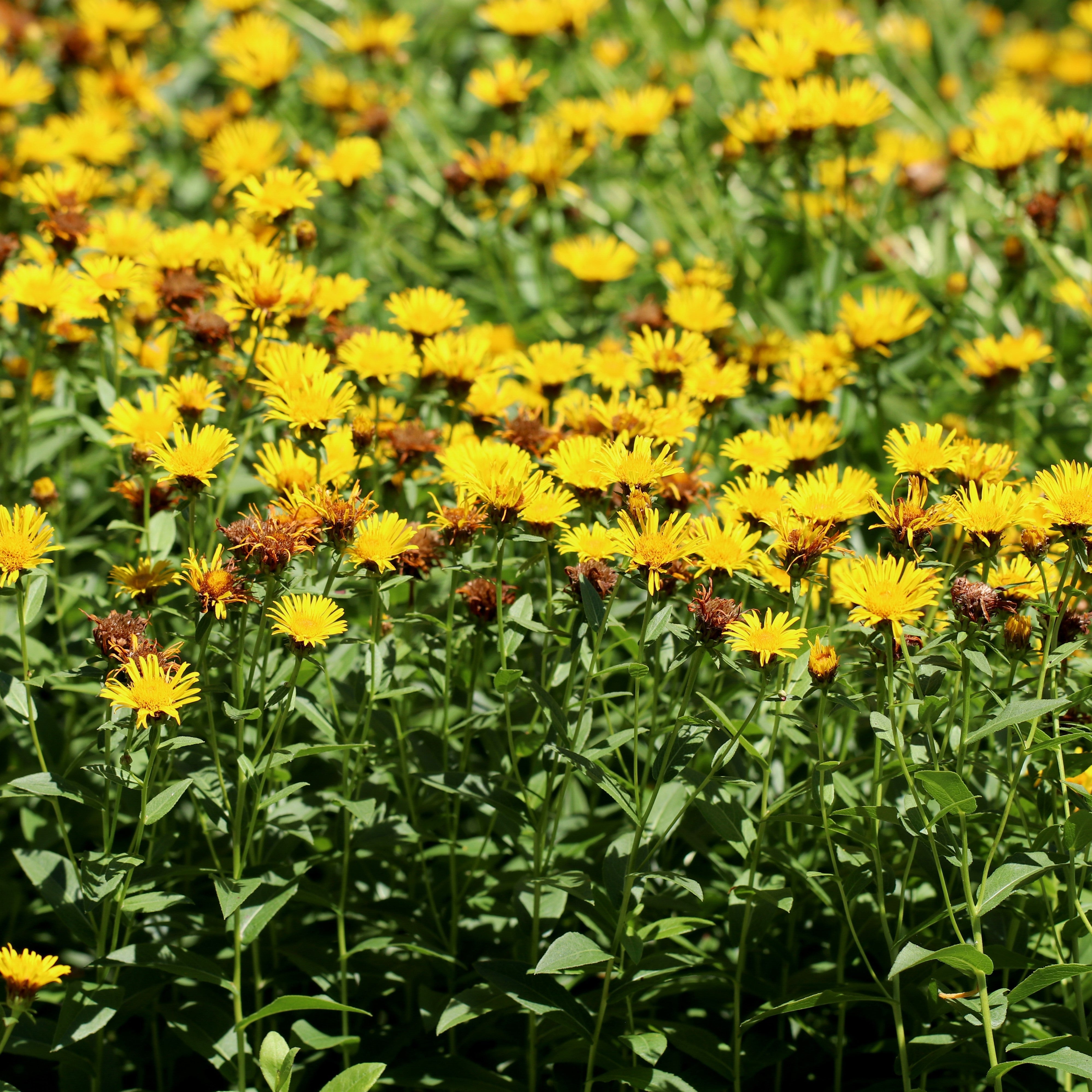 Spikenard Essential Oil - Essential, Purity