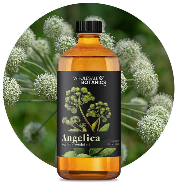 Angelica Oil