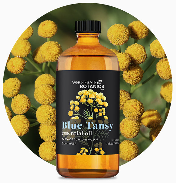 Blue Tansy
