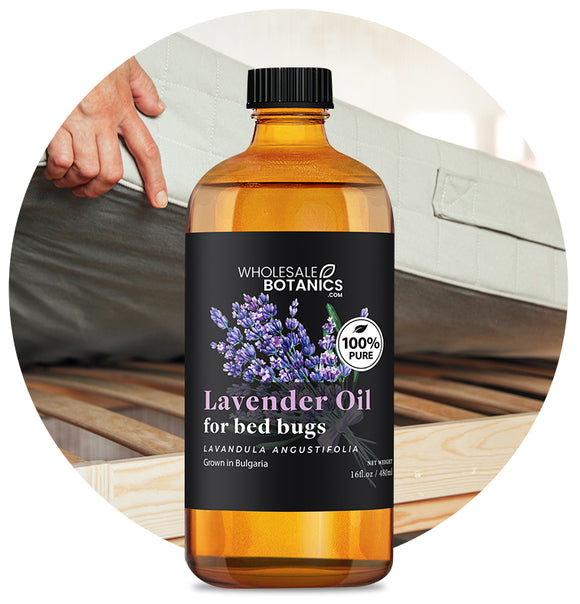 Lavender Oil for Bed Bugs