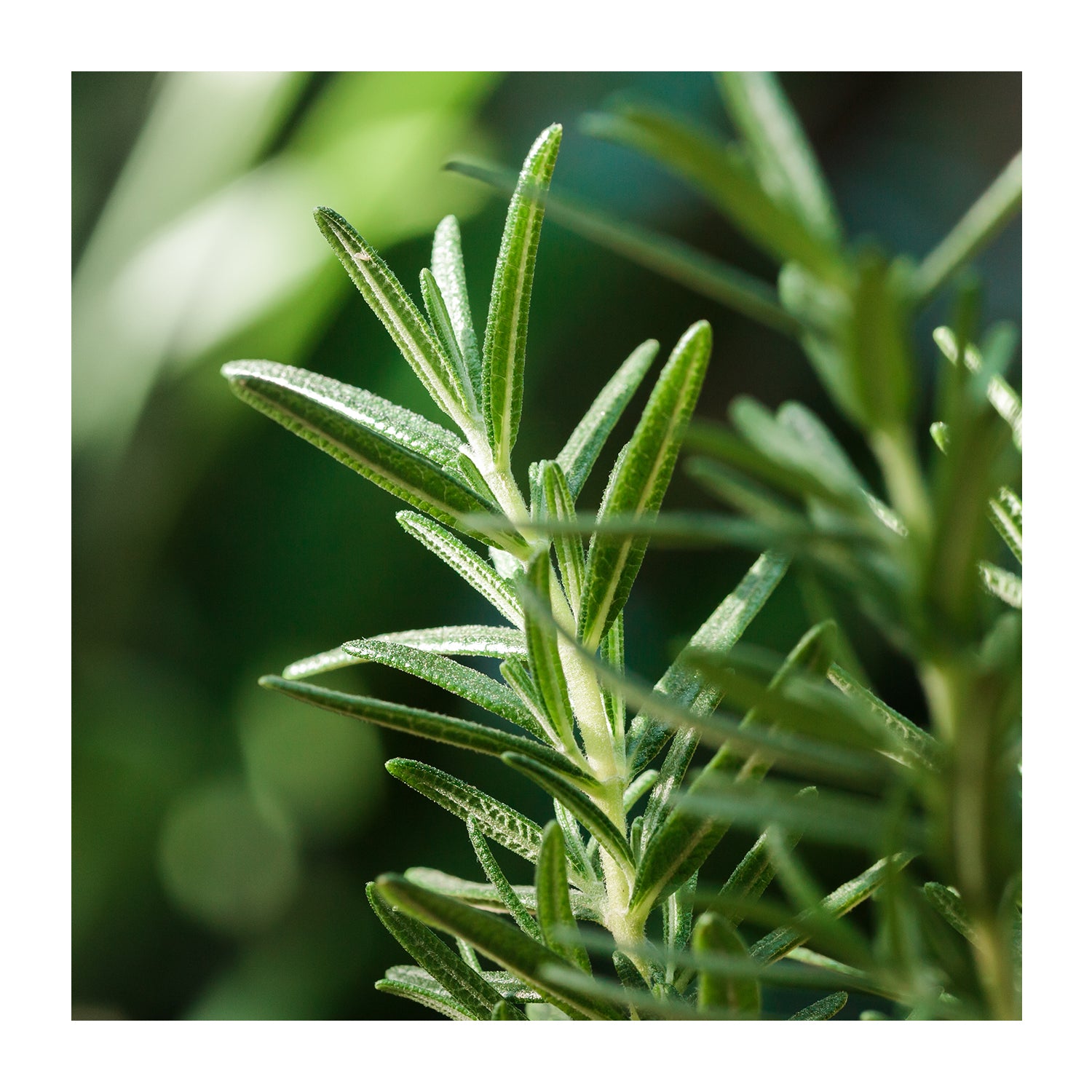 Rosemary Powder