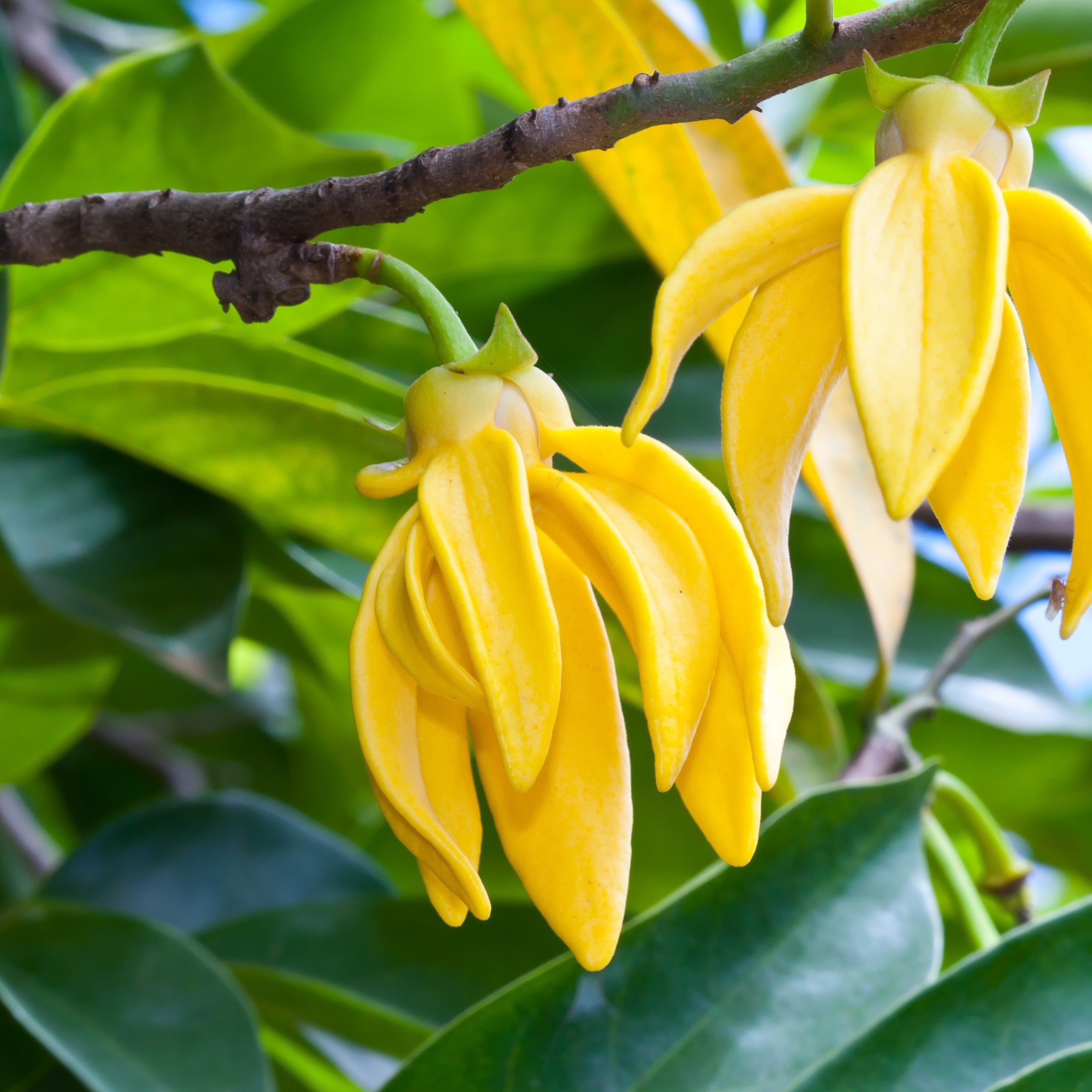 Ylang Ylang Essential Oil - Botanical, Purity