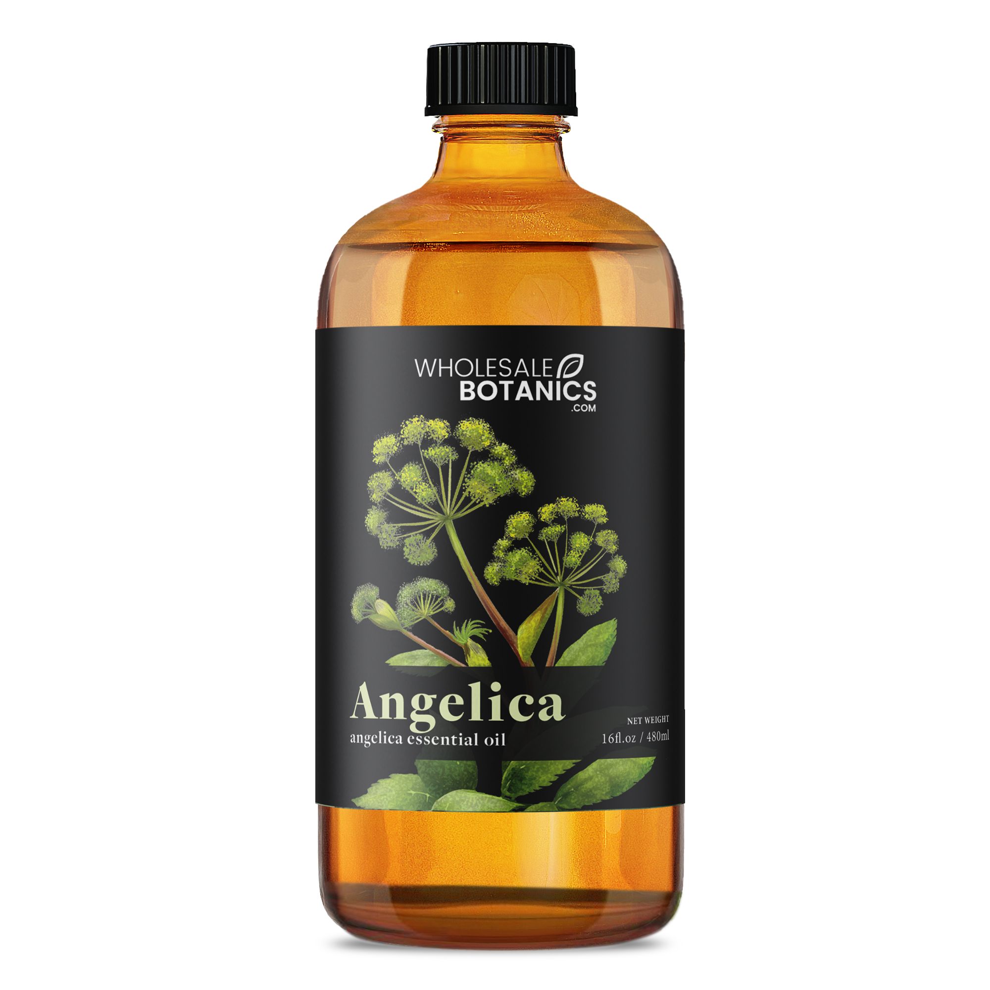 Angelica Essential Oil
