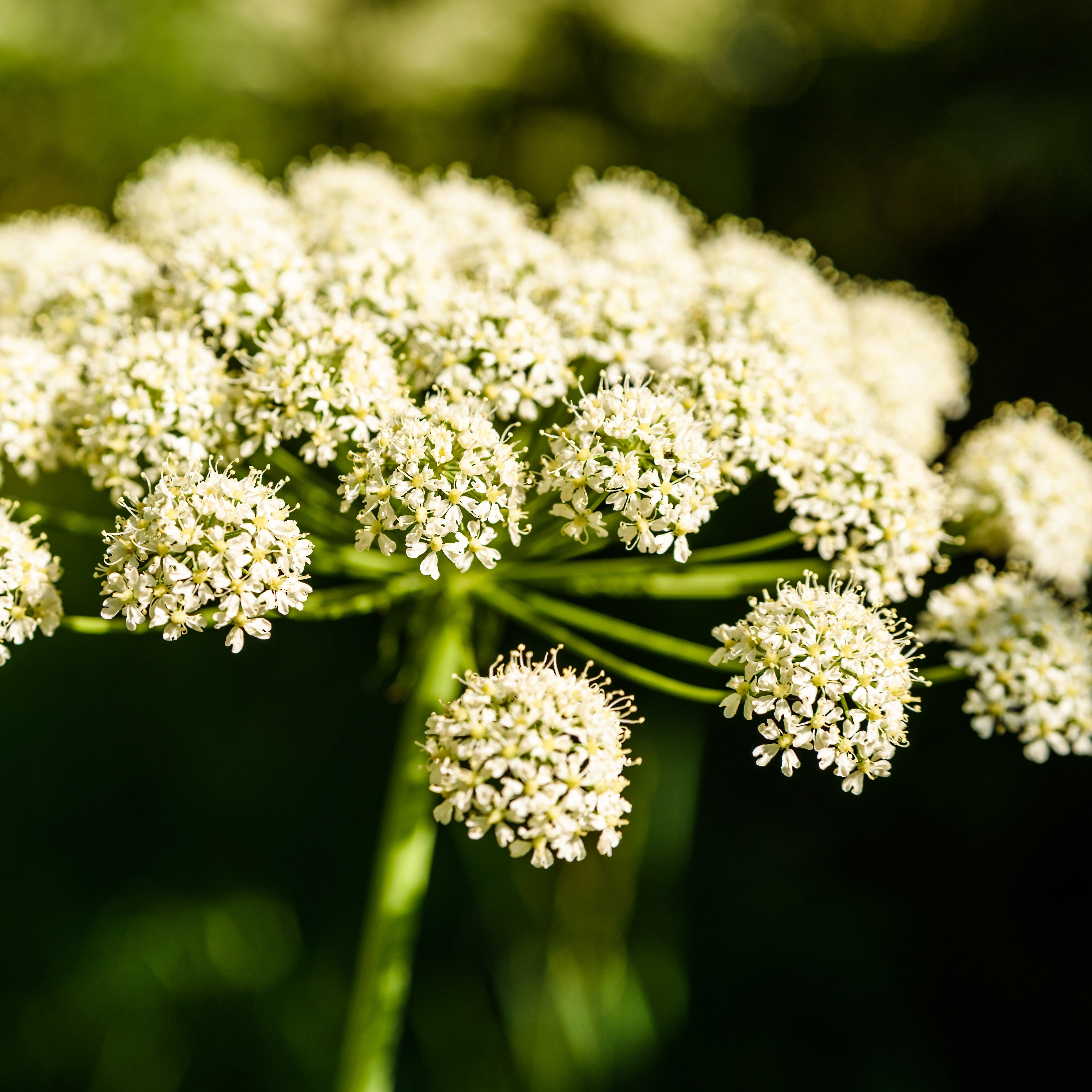 Angelica Essential Oil