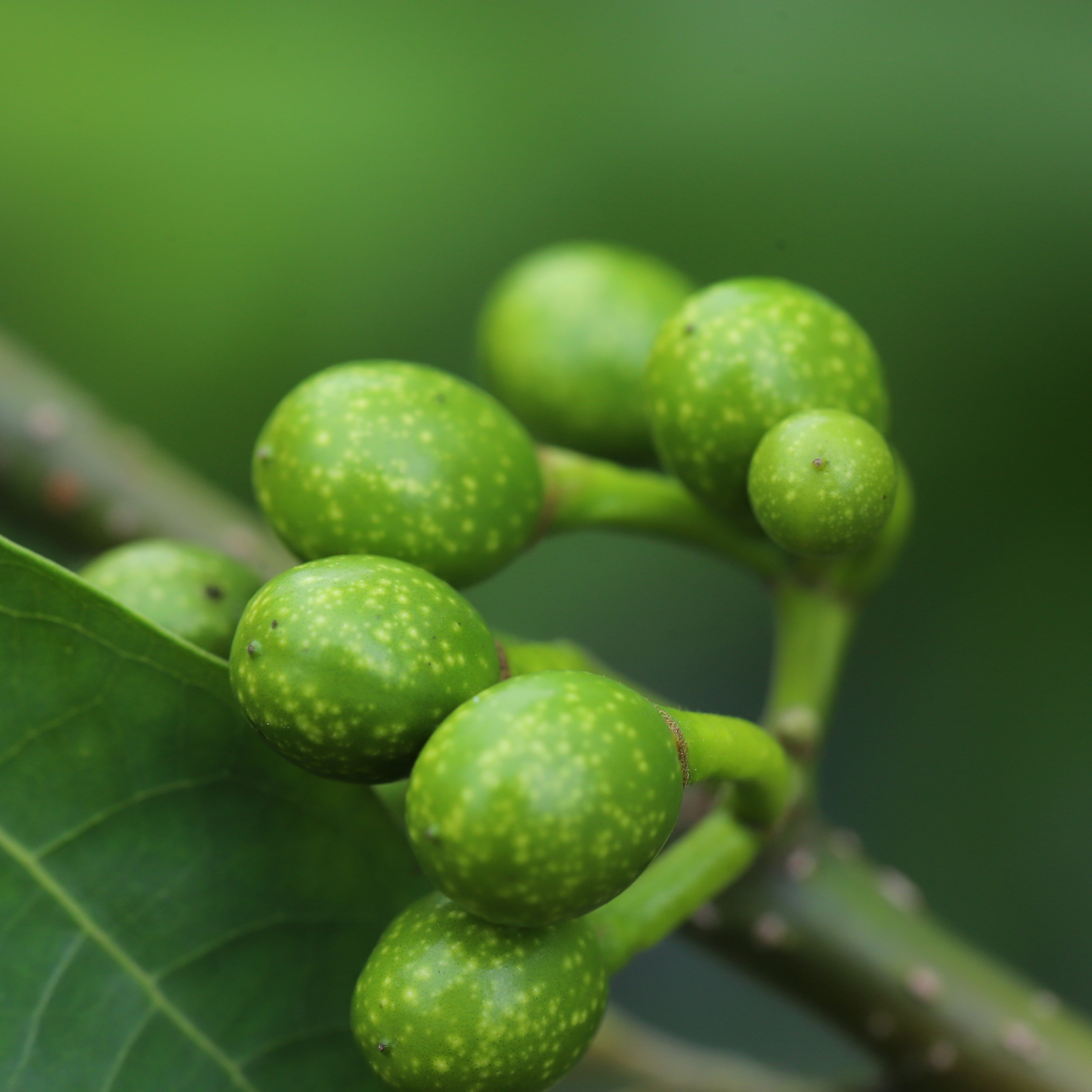Litsea Cubeba Essential Oil