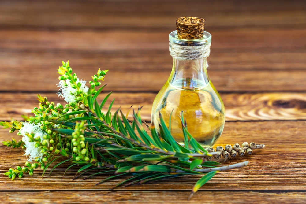 Fresh tea tree branch and essential oil on a wooden table