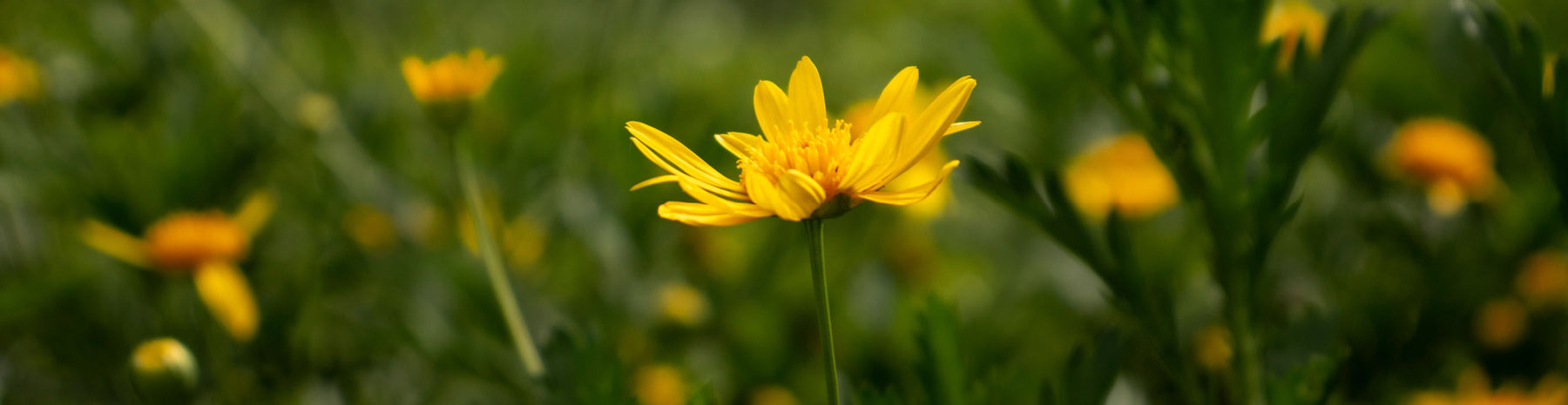 arnica montana flower in field