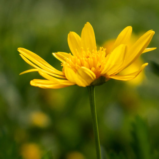 arnica montana flower in field