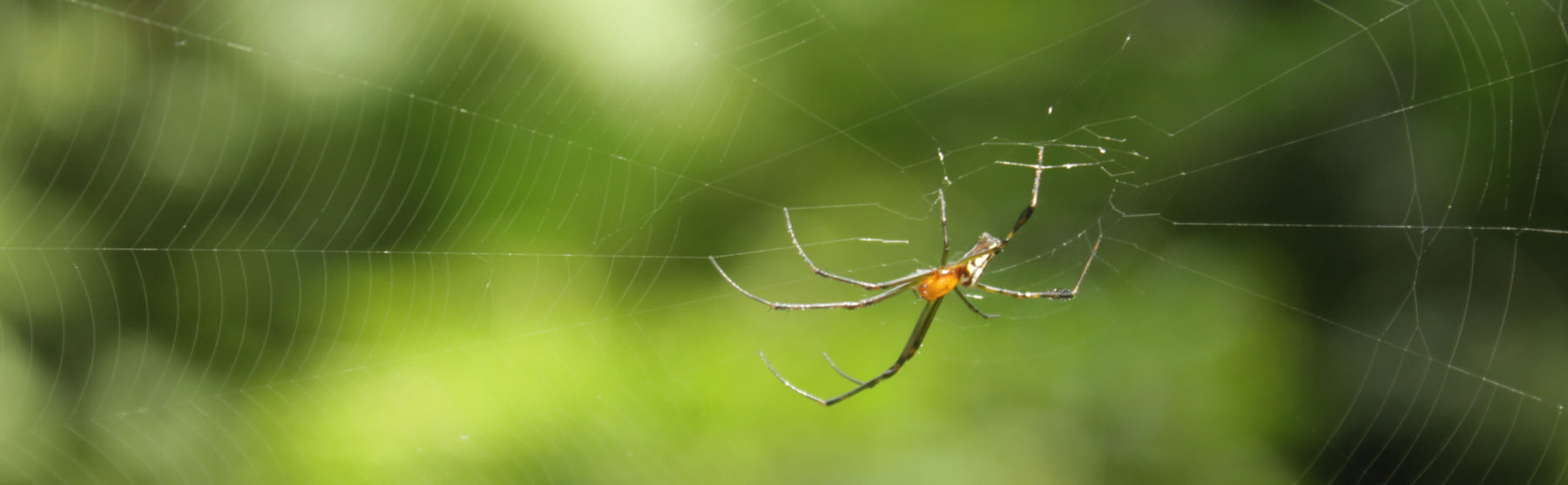 garden spider in web outside