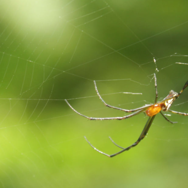 garden spider in web outside