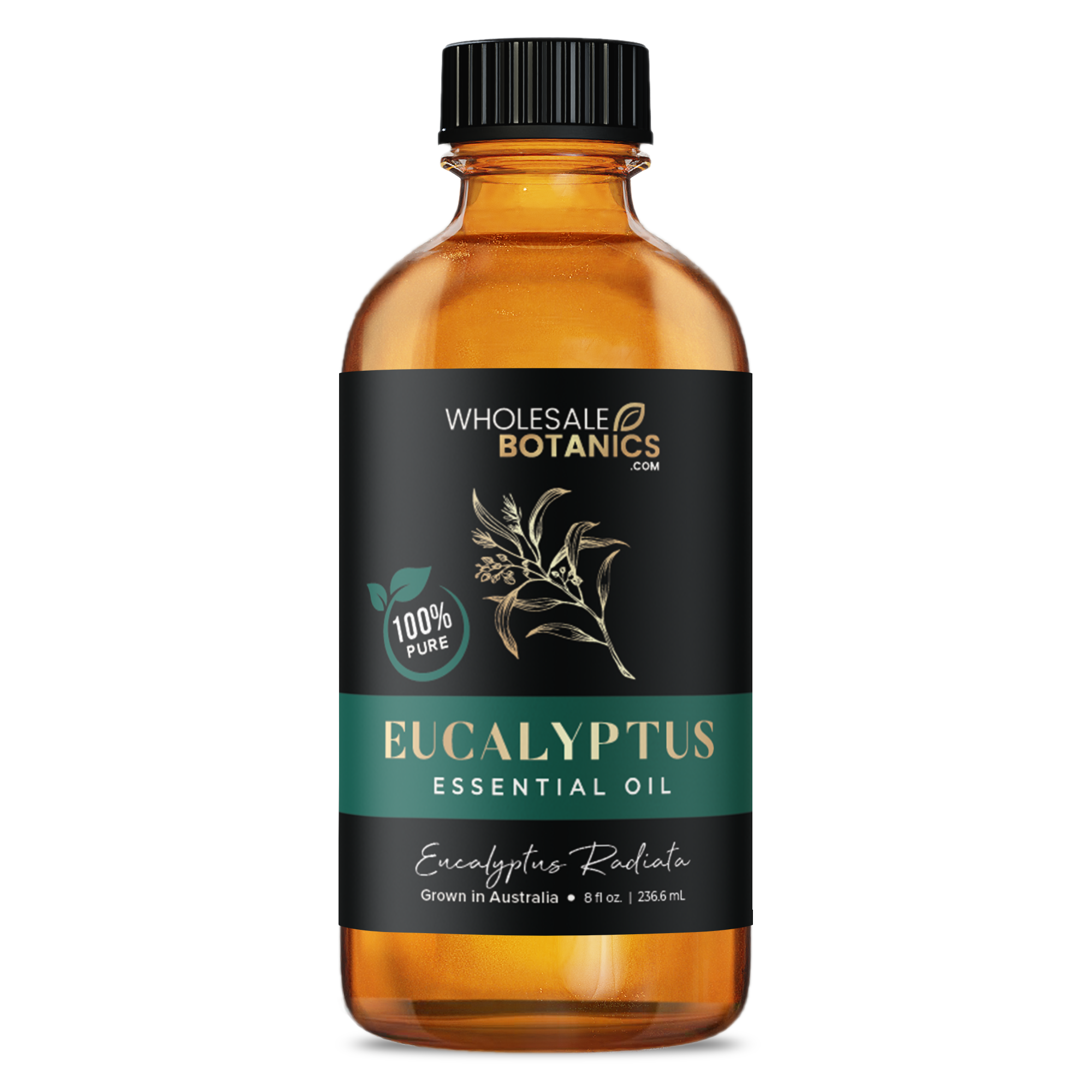 Eucalyptus Essential Oil - Australia - Eucalyptus Radiata - 8 oz