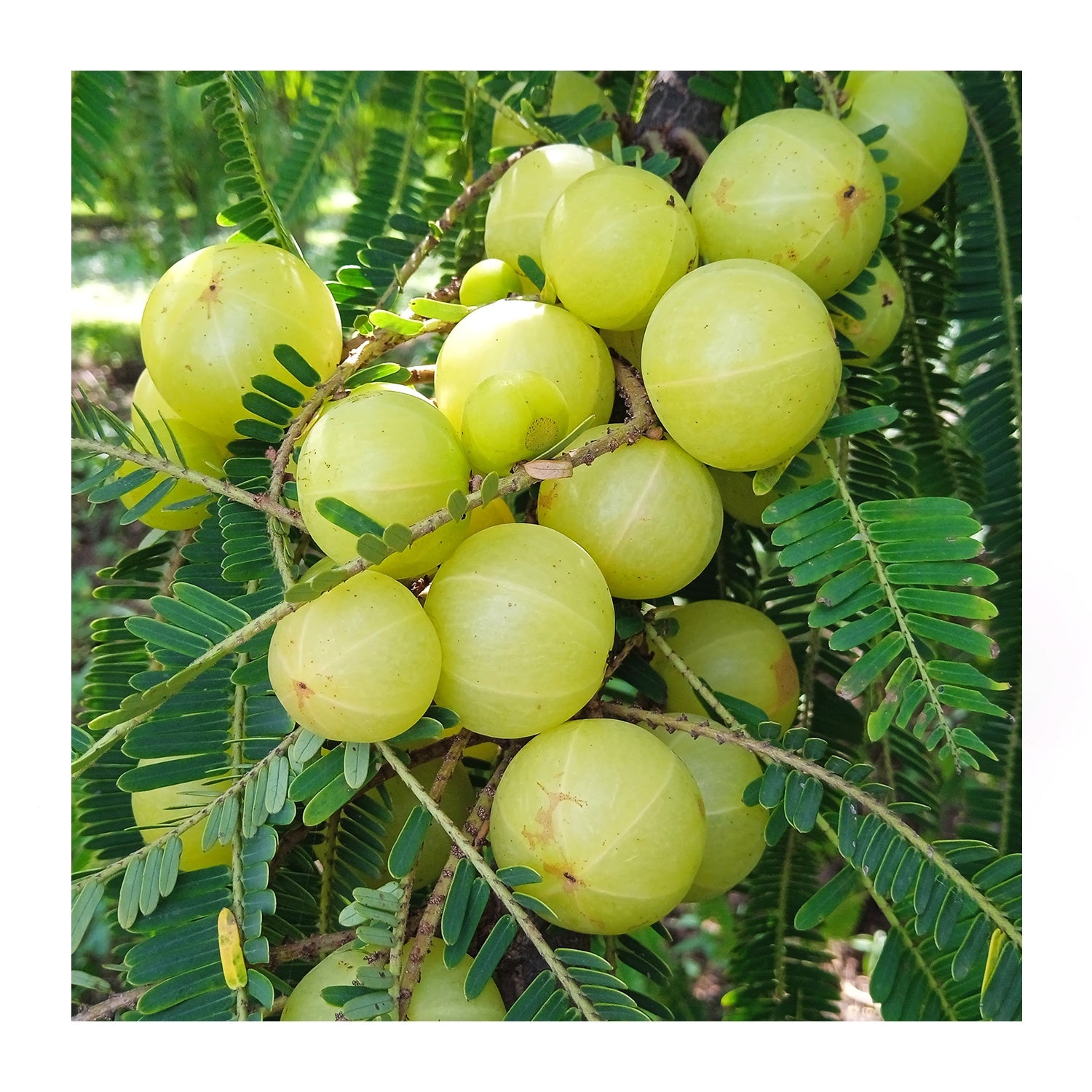 Amla Powder