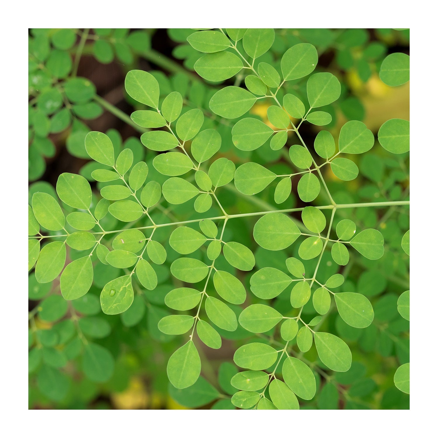 Moringa Powder