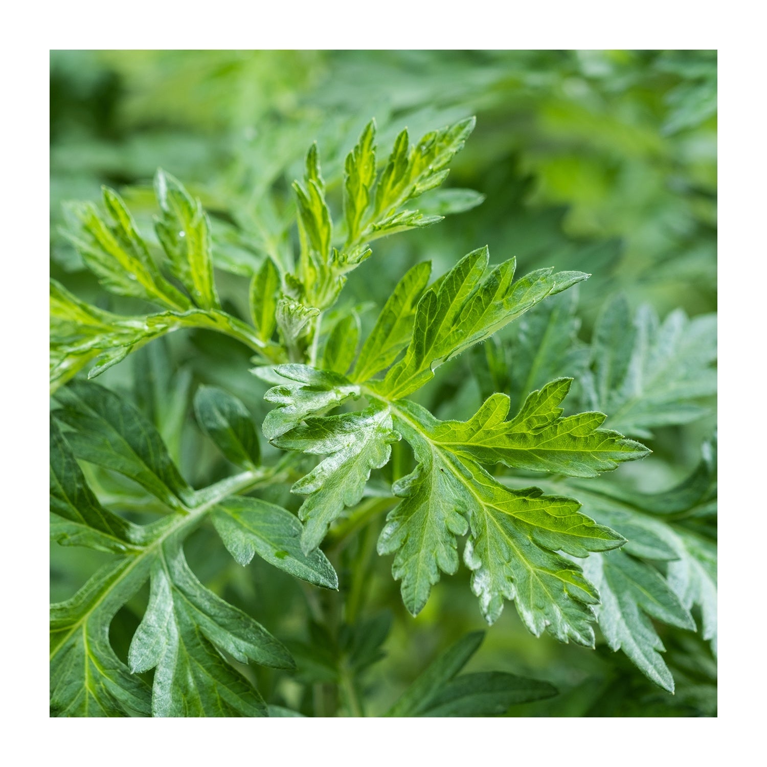 Mugwort Herb