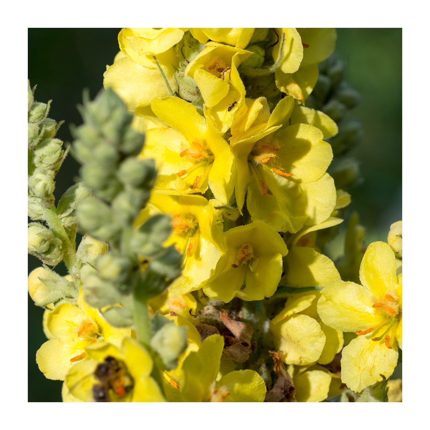 Mullein Herb