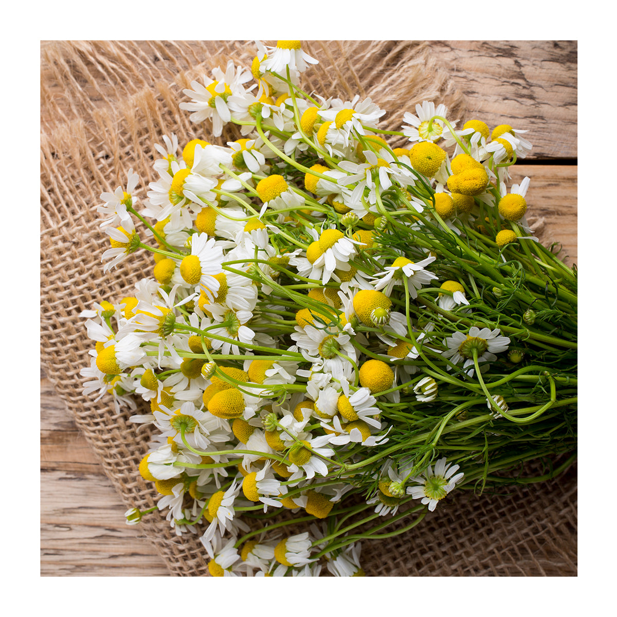 Chamomile Powder