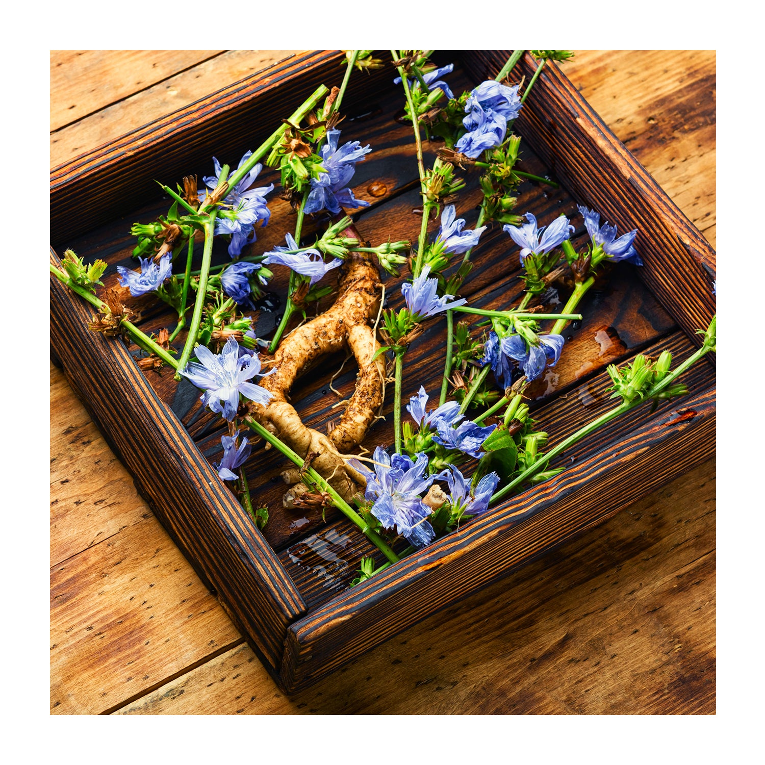 Chicory Root Powder
