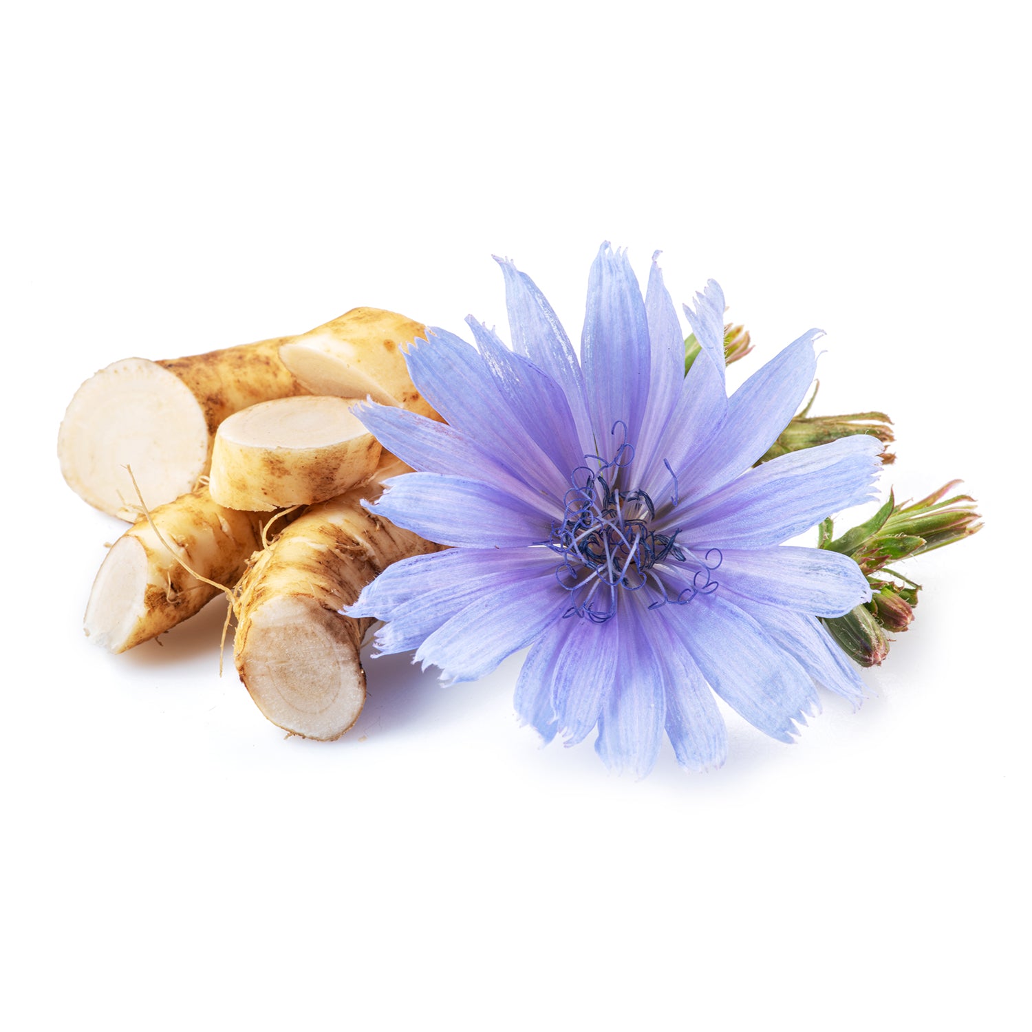 Chicory Root Powder