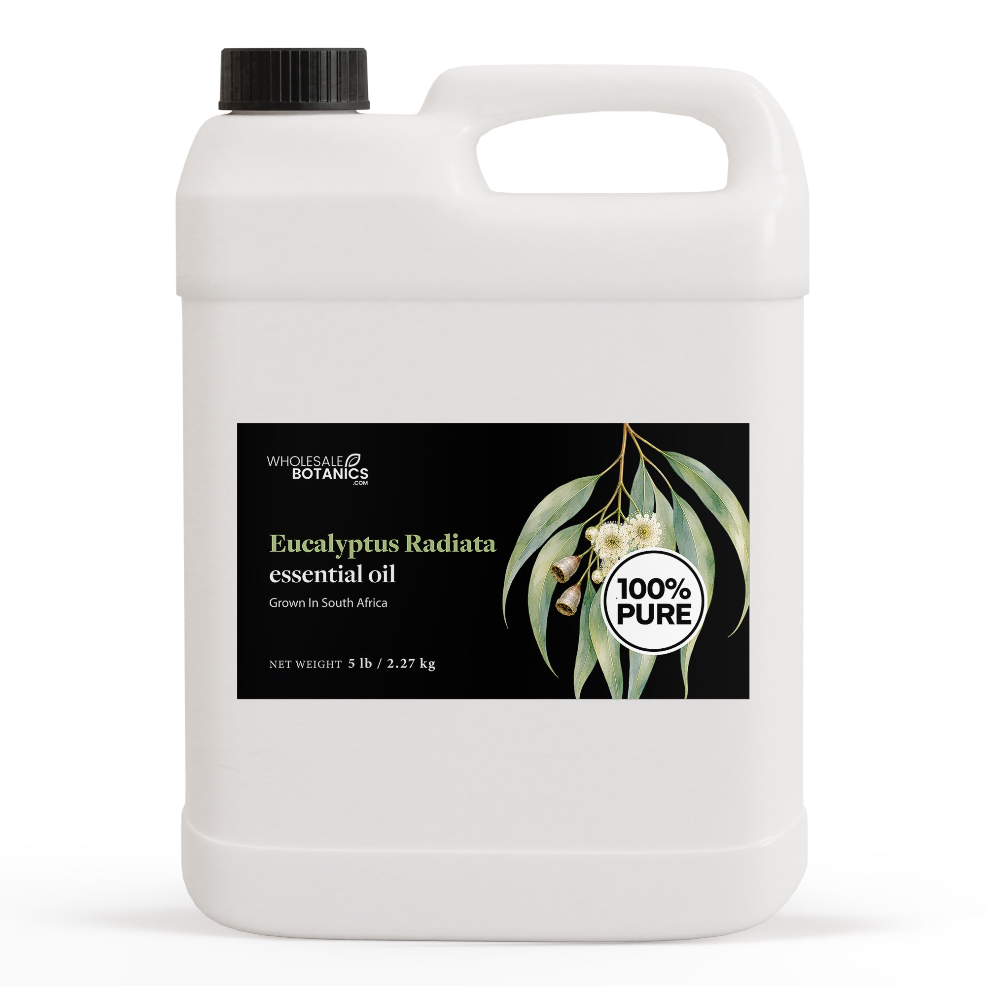 Bulk Eucalyptus Oil - Eucalyptus Radiata