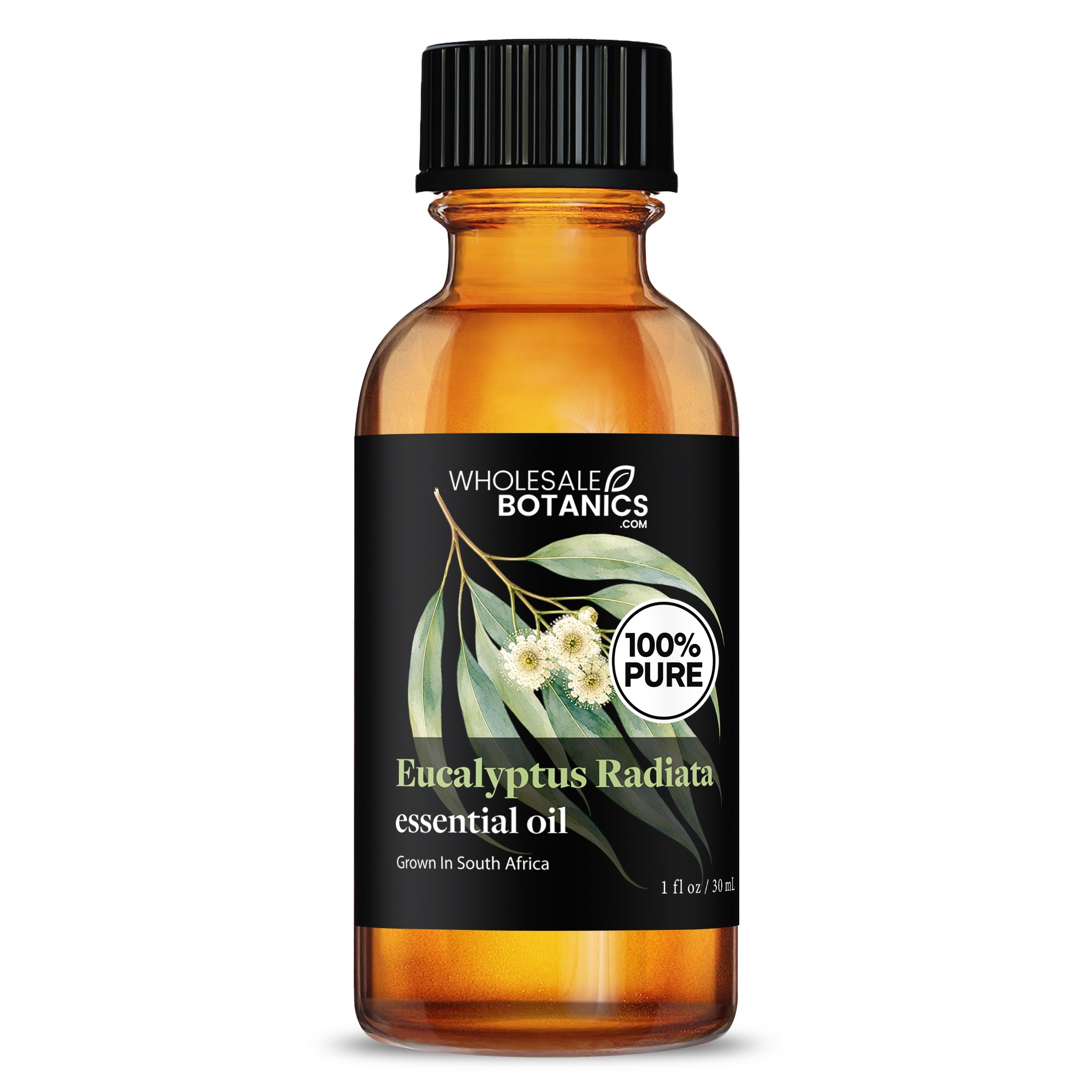 Eucalyptus Essential Oil - Eucalyptus Radiata