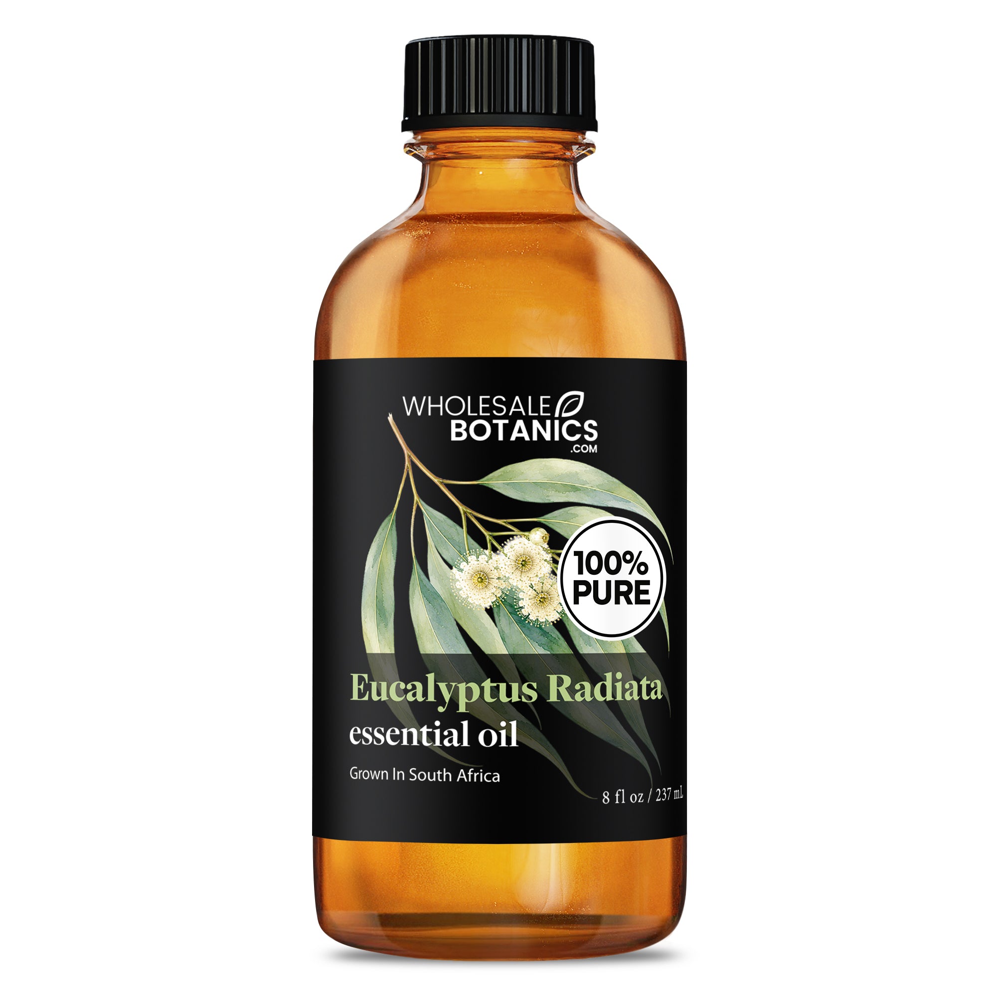 Eucalyptus Essential Oil - Eucalyptus Radiata