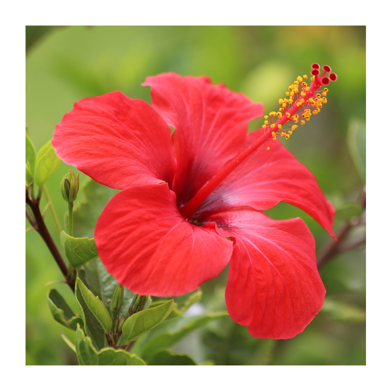 Hibiscus Powder