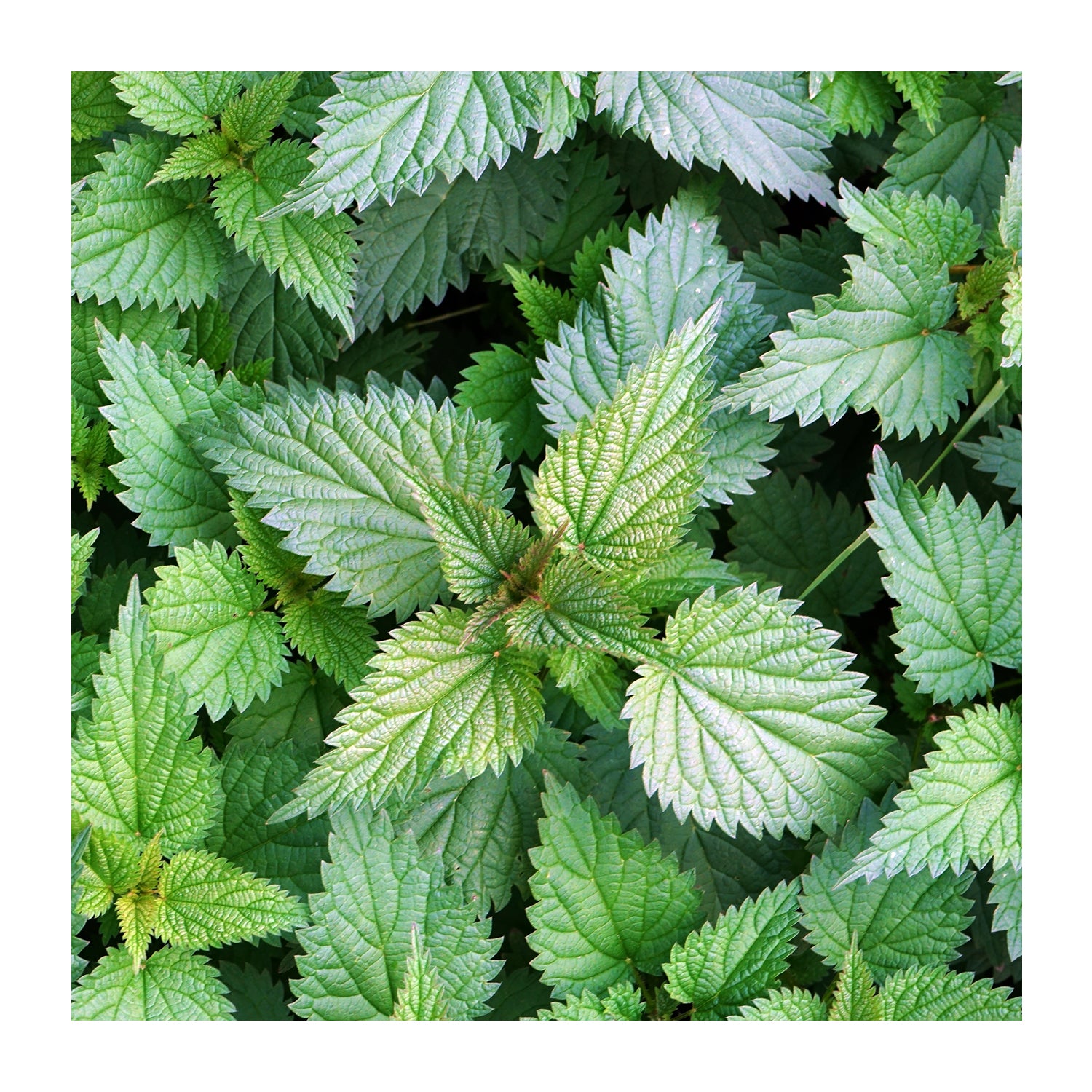 Nettle Leaf Powder