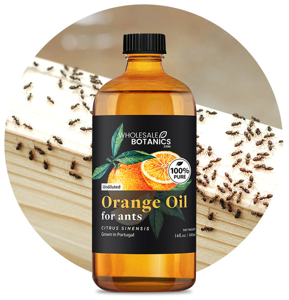 Orange Oil for Ants (Mix with Carrier Oil)