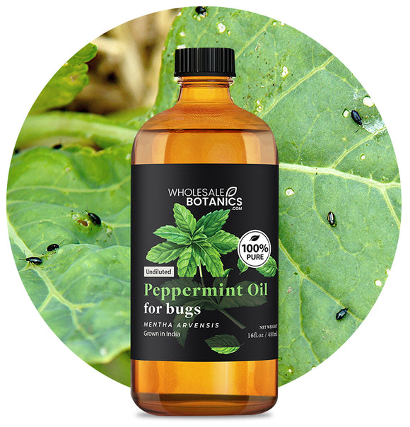 Peppermint Oil for Bugs (Mix With Carrier Oil)