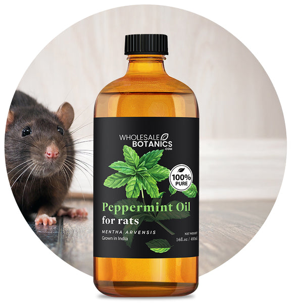 Peppermint Oil for Rats