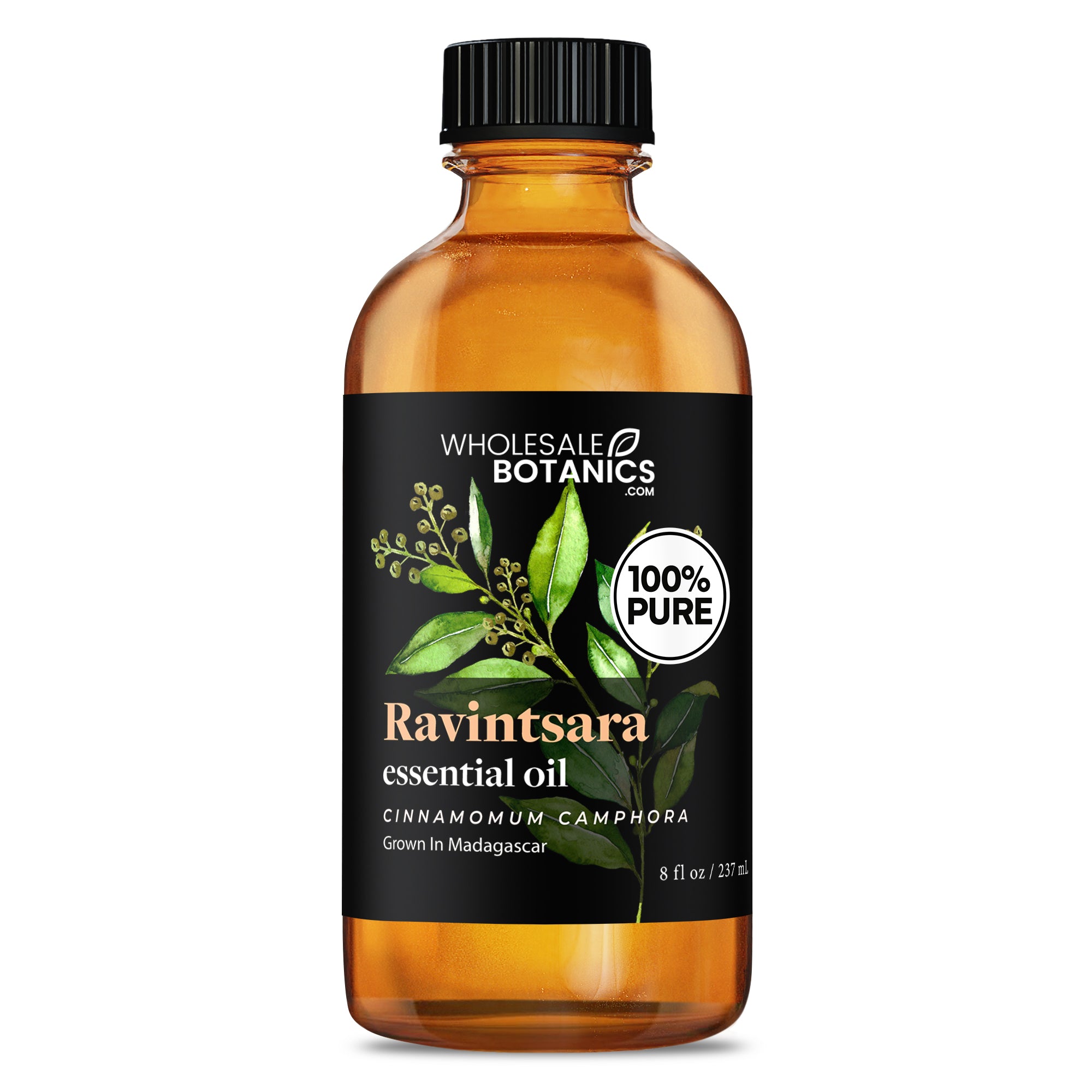 Cure Ravintsara Ravintsara Essential Oil — Wholesale Botanics