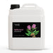 Spikenard Essential Oil - Botanical