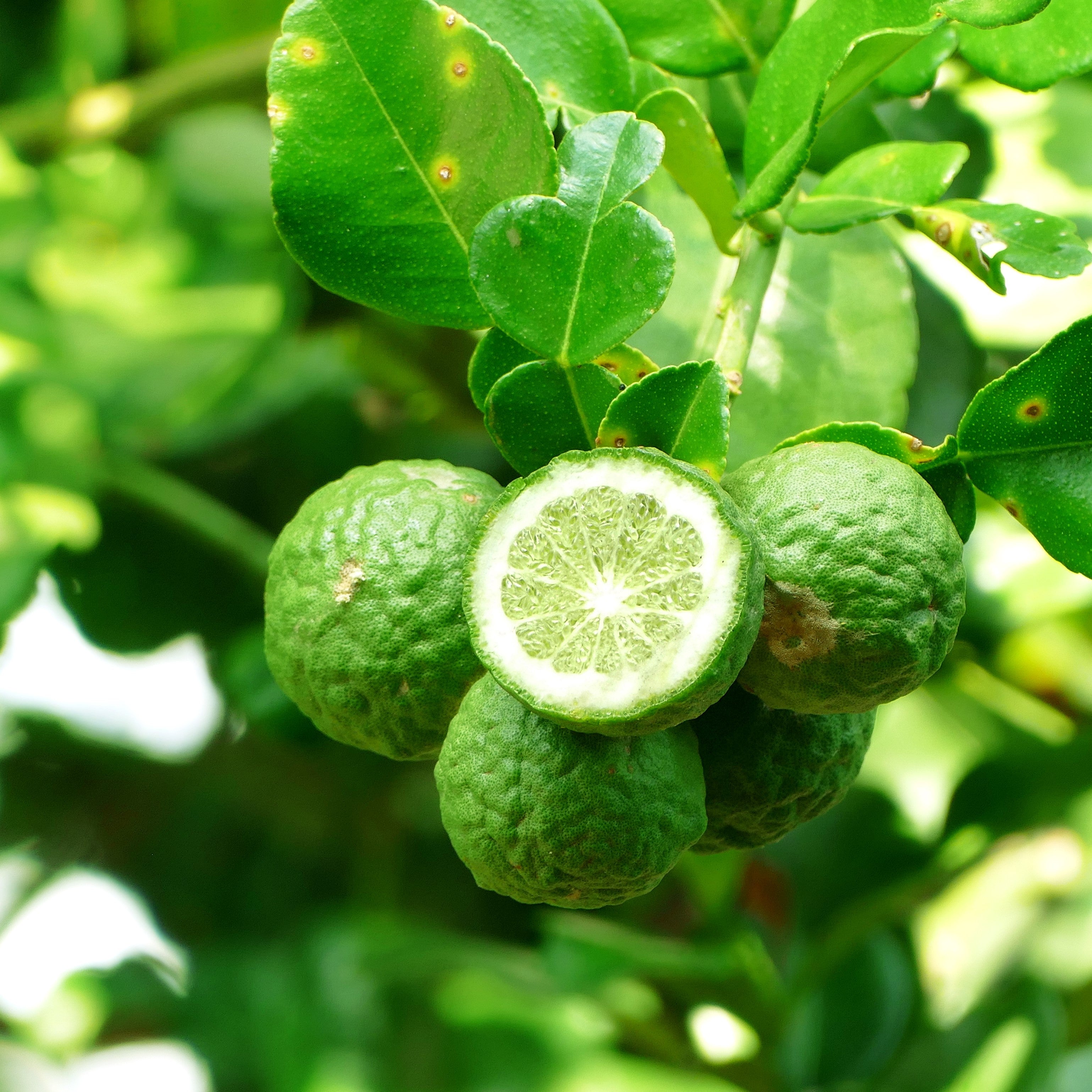 Bergamot Essential Oil