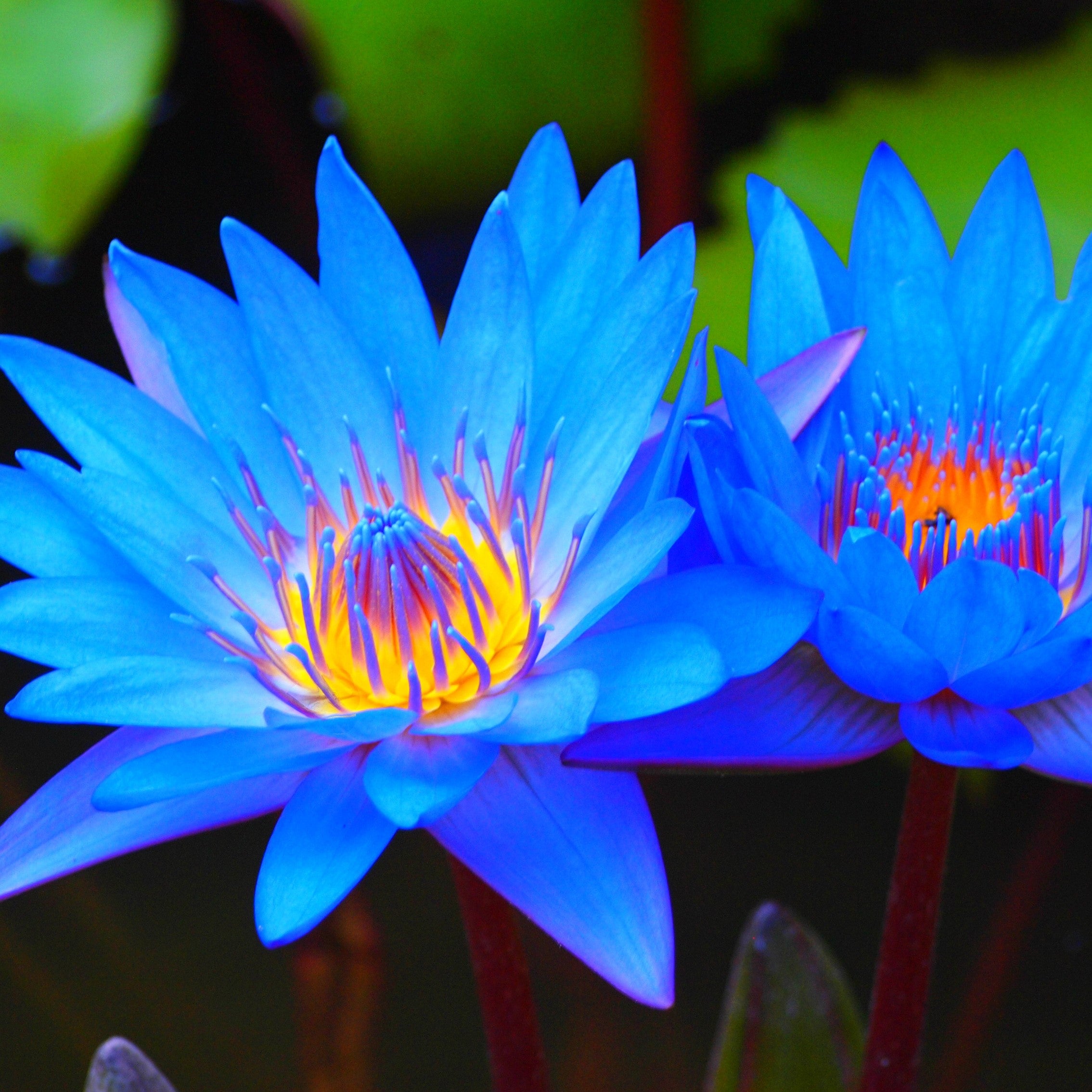 Blue Lotus Essential Oil — Wholesale Botanics